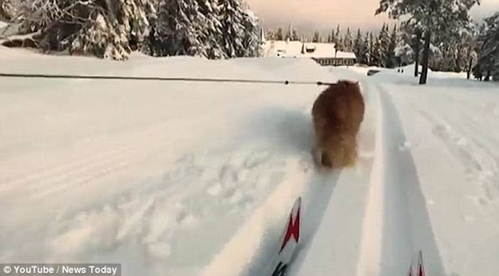 挪威宠物猫Jesper雪地充当雪橇犬拉雪橇