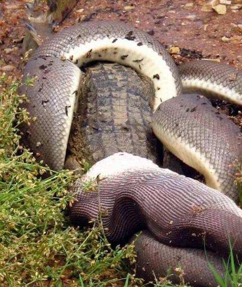 澳洲昆士兰橄榄蟒吞食淡水鳄