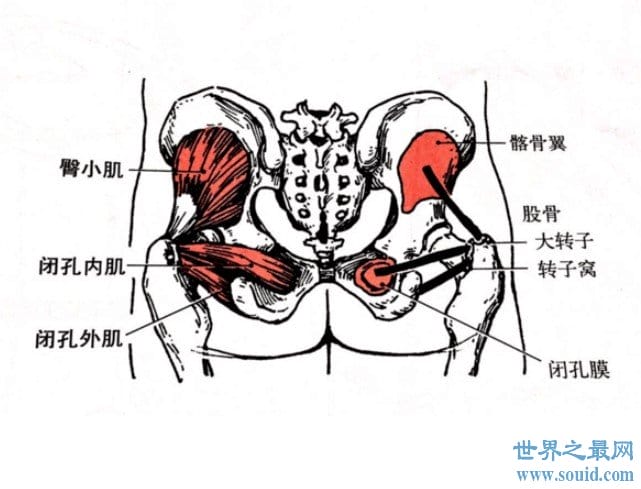 人体最大的肌肉是哪一块，屁股上的臀大肌