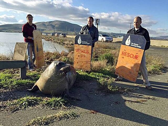 美国加利福尼亚州北海岸象海豹一心想横穿高速公路导致交通受阻