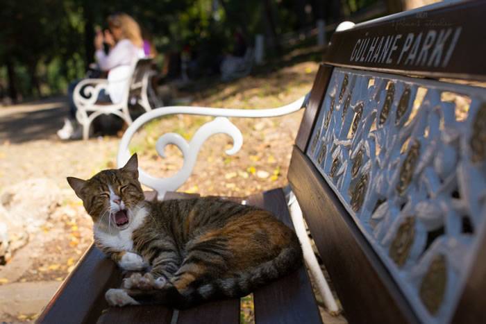 土耳其伊斯坦布尔流浪猫国王般的存在 还能进清真寺一起礼拜