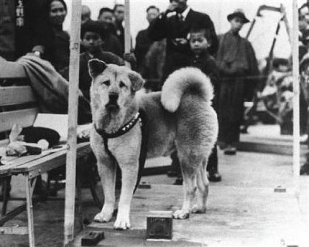 日本秋田犬“忠犬八公”最新珍贵照片曝光