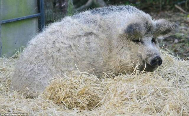 欧洲披着羊皮的猪：生长于匈牙利的曼加利察猪（Mangalitsa pig）