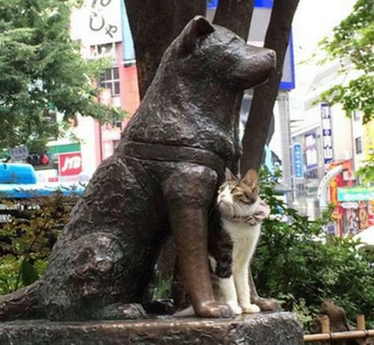 “忠犬八公”有了新朋友“喵星人”和它一起等候