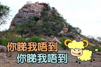 考眼力：南非小山丘上的山羚究竟在哪里？