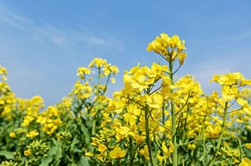 油菜花是什么样的