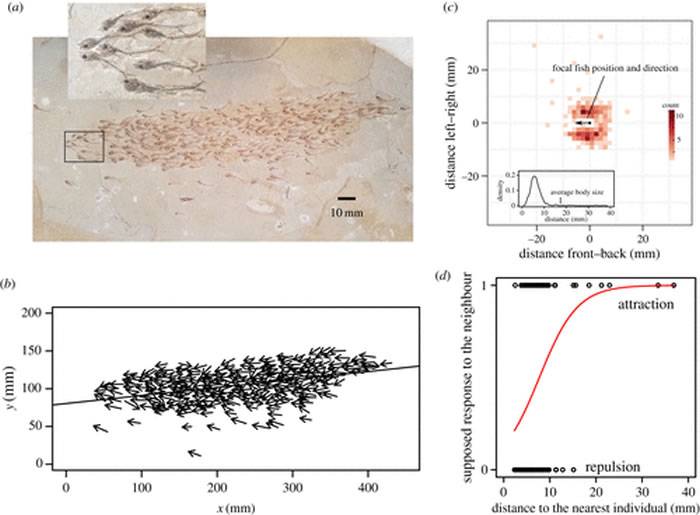 美国绿河组石灰岩中发现5000万年前的鱼群化石 包括259条小鱼