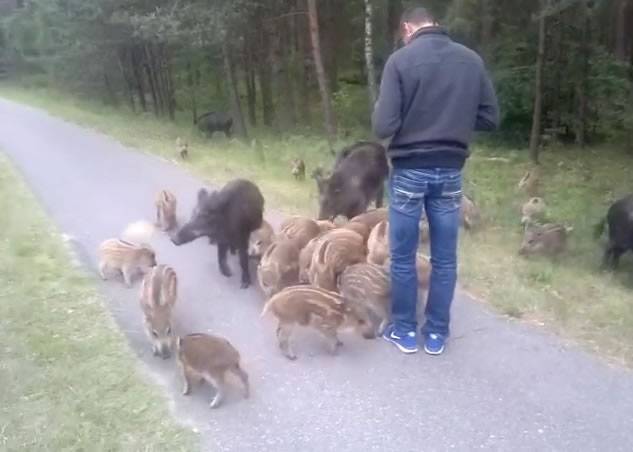 野猪有什么好怕 波兰男子开心靠近拍照