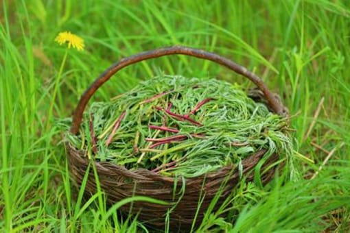 柳蒿芽是什么?与达斡尔人有着怎样的关系?