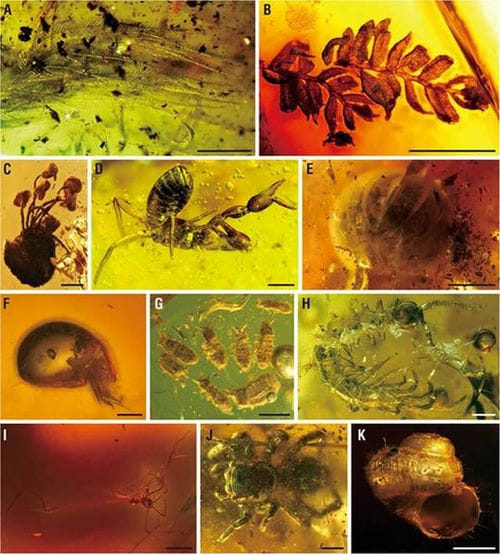 漳浦生物群是物种极其丰富的热带雨林化石库：世界四大琥珀生物群之一