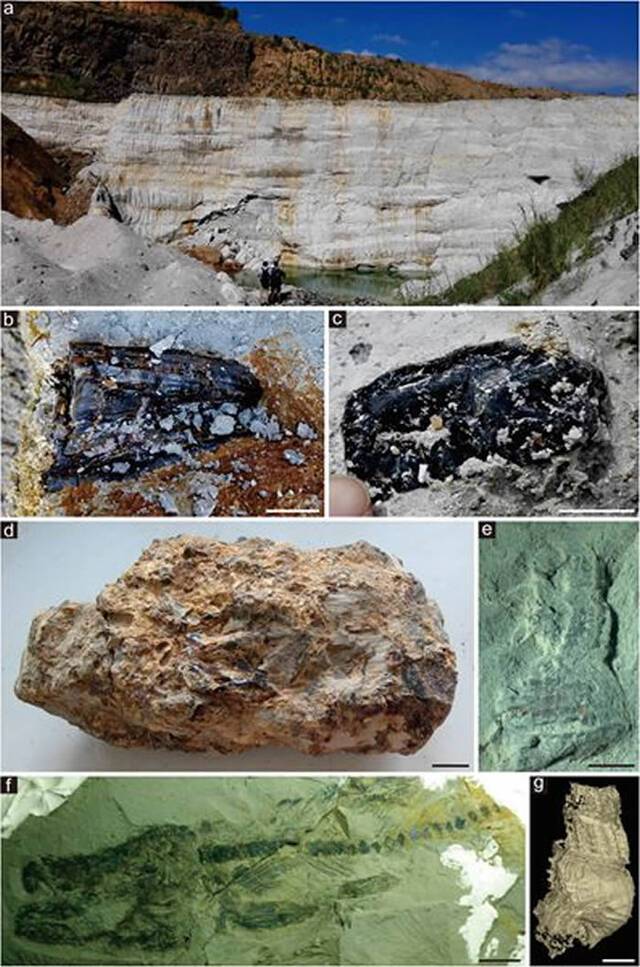 漳浦生物群是物种极其丰富的热带雨林化石库：世界四大琥珀生物群之一