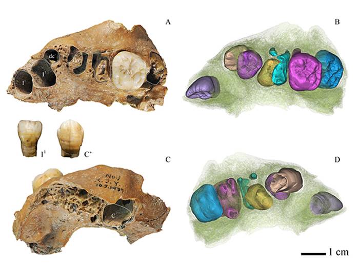 东亚古人类牙齿生长发育研究新进展