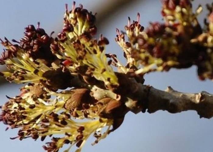 牛津大学植物学家指白蜡树枯梢病在英国造成生态破坏