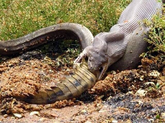 澳洲昆士兰橄榄蟒吞食淡水鳄