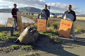 美国加利福尼亚州北海岸象海豹一心想横穿高速公路导致交通受阻