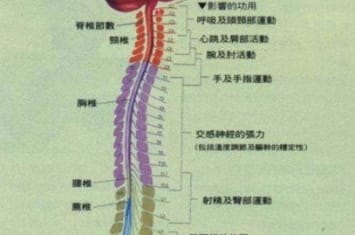 人体中最长的细胞，最长可达1米以上