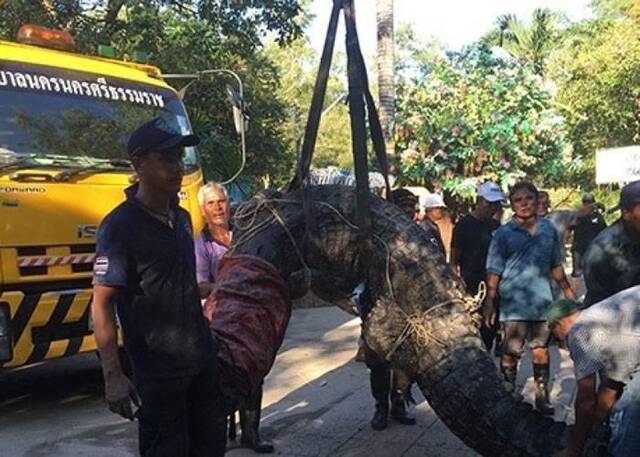 泰国洛坤府巨鳄水灾期间逃走 数十人合力捉回