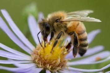 克罗地亚科学家培育一种蜜蜂能探测4.8公里之外掩埋的地雷