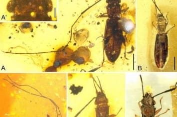 缅甸琥珀揭示扁甲类甲虫雌雄异型的早期演化