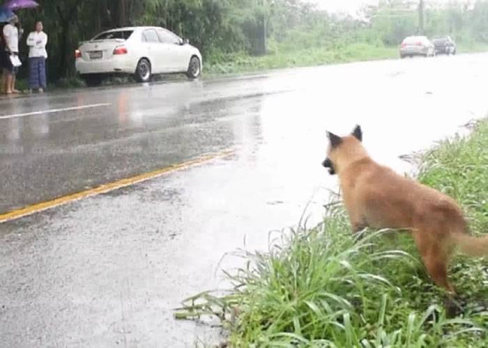 泰国尖竹汶府忠心狗高速公路旁等主人半年 热心民众送食物