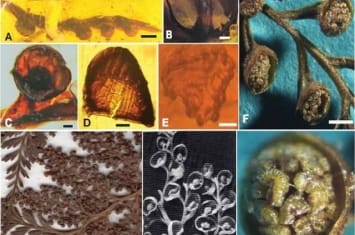 缅甸琥珀中发现树蕨类和水龙骨类植物新类群