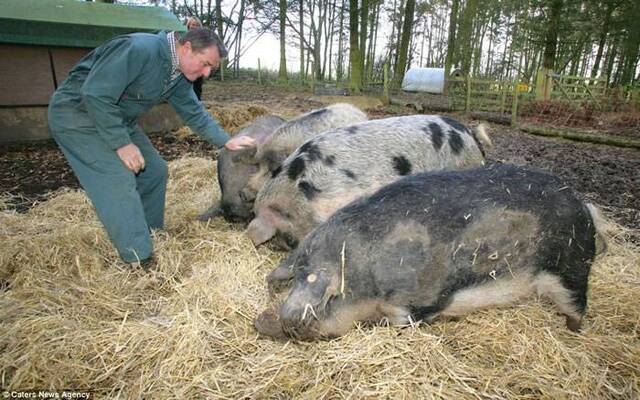 欧洲披着羊皮的猪：生长于匈牙利的曼加利察猪（Mangalitsa pig）