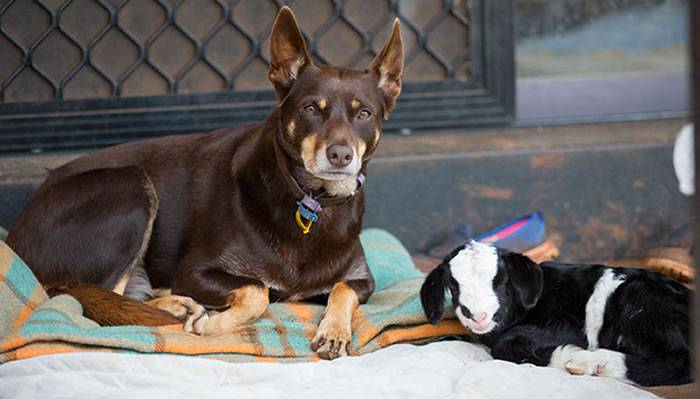 牧羊犬不会牧羊要被枪毙 最后一刻舔杀手的脸保住一命