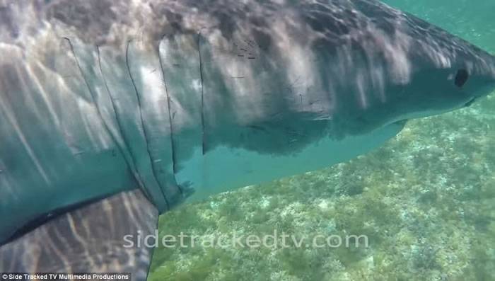 澳洲西澳省男子潜水拍摄海洋生物纪录片 误闯大白鲨地盘