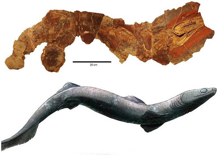 摩洛哥出土3.7亿年前泥盆纪晚期亮齿鲨化石