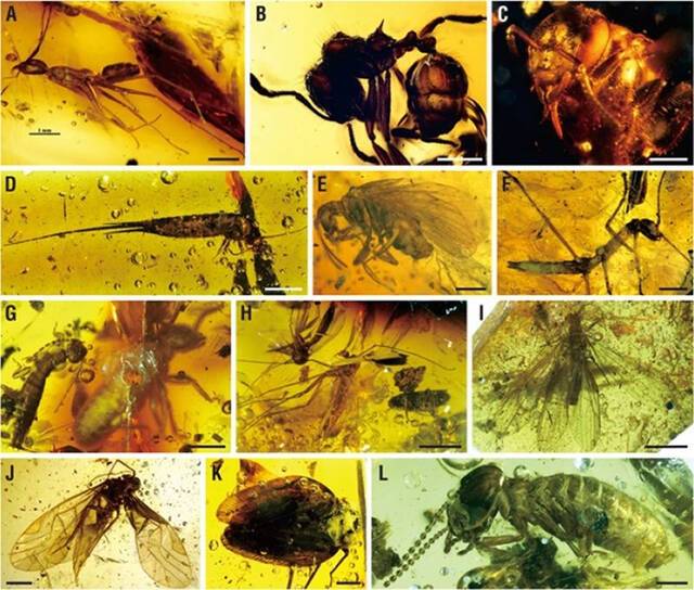 漳浦生物群是物种极其丰富的热带雨林化石库：世界四大琥珀生物群之一