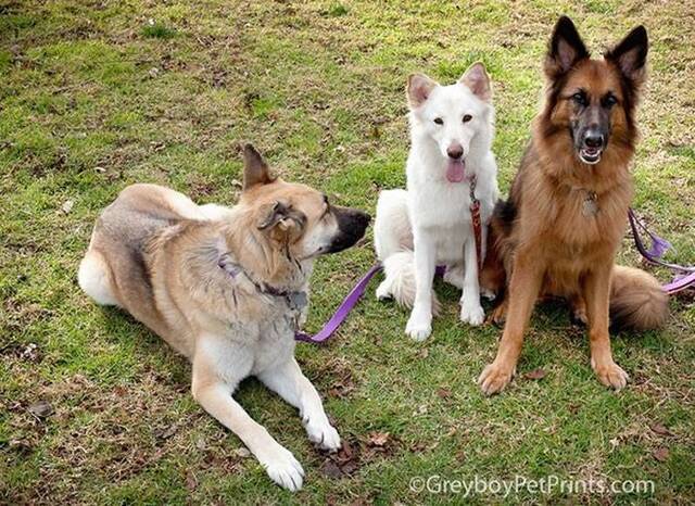 白色牧羊犬被丢沙漠4个月等死 美国动物救援协会“希望爪子”救出