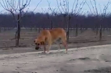 美国忠犬被无情主人遗弃荒野 挨饿吃树枝仍坚守原地等主人回头接它