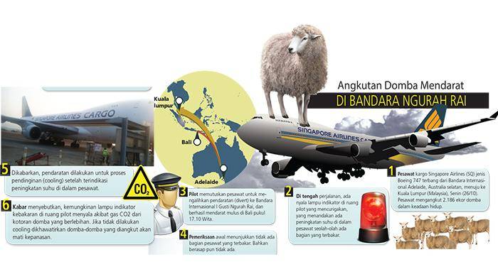 2186只山羊空中放屁 新加坡航空公司班机迫降巴厘岛