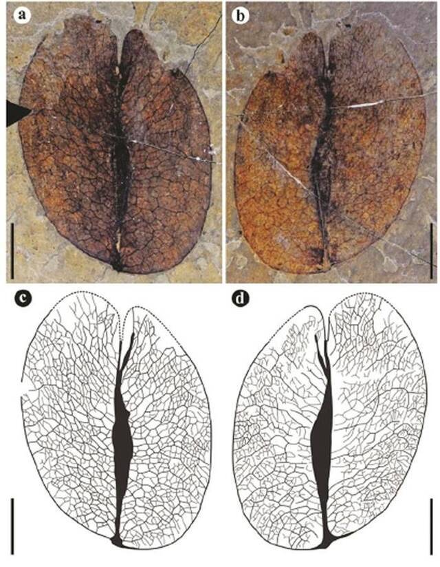 珠穆朗玛峰一直就像《攀登者》里的那样？有人用20年发现一个你不知道的青藏高原