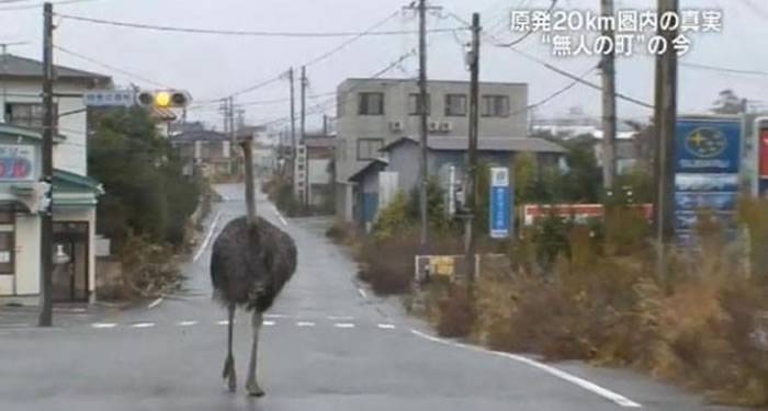 日本福岛核灾后路上没有行人 动物自由的到处散步