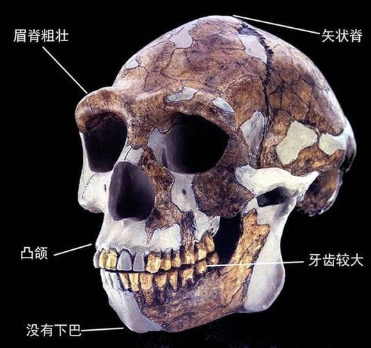 科学杂志：中国发现的主要直立人头骨化石