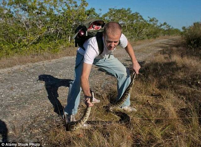 美国佛罗里达州展开2016猎蟒大赛“Python Challenge” 超过600猎人慕名而来