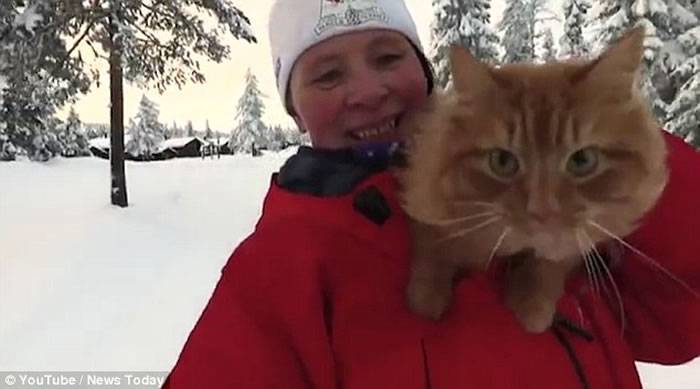 挪威宠物猫Jesper雪地充当雪橇犬拉雪橇