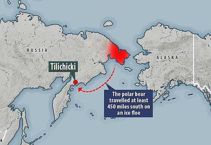 俄罗斯北极熊“乌姆卡”为觅食流浪700公里 饿得不似“熊”形