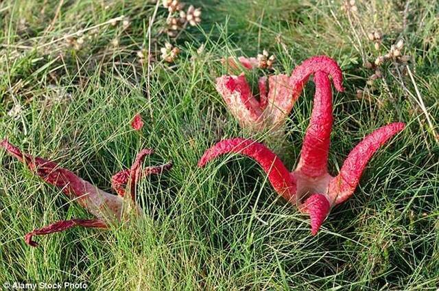 英国乡间拍摄到“外星生物”：名为阿切氏笼头菌的真菌