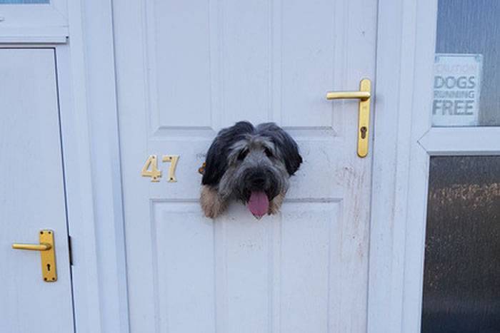 英国牧羊犬Poppy把家门啃出大洞探头傻笑迎接主人