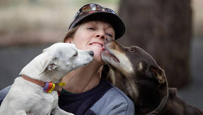 牧羊犬不会牧羊要被枪毙 最后一刻舔杀手的脸保住一命