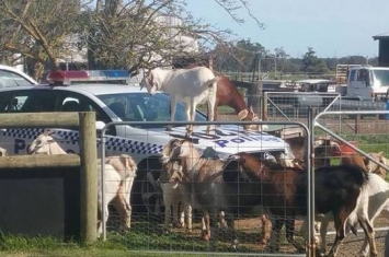 澳洲山羊“黑帮”闹事包围警车