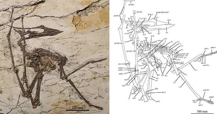 古神翼龙类最新研究成果：返祖 “华夏翼龙”修订为返祖中国翼龙