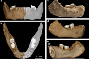 青藏高原发现16万年前中更新世晚期的丹尼索瓦人下颌骨化石