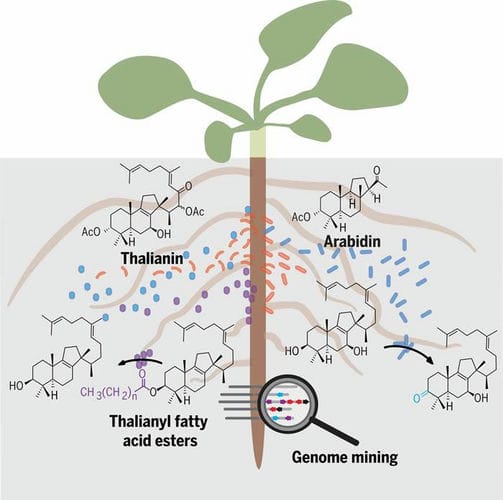 植物根部会用特化代谢物定制其土壤环境