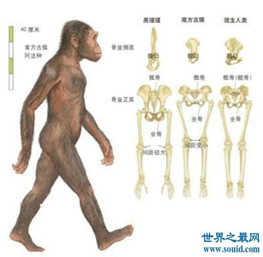 最早的人类，南方古猿曾经出现于5500000～1300000年之前！