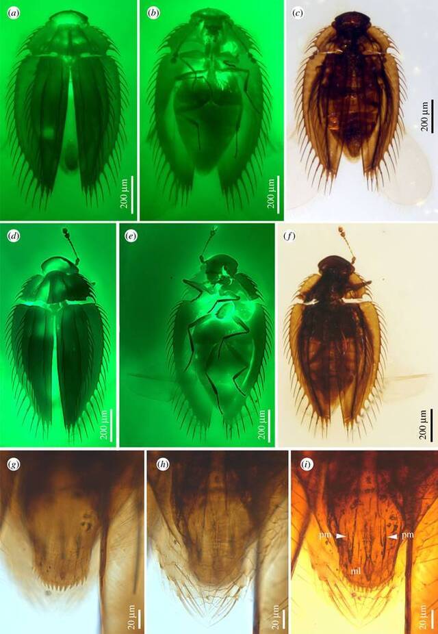 缅甸琥珀中发现两类独特的拳甲科昆虫化石
