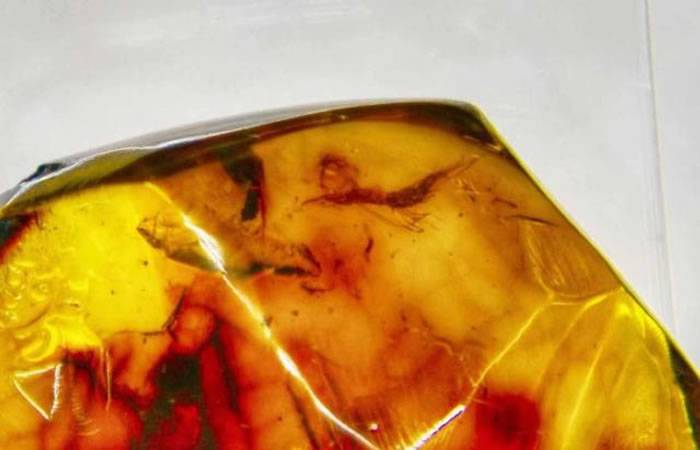 “虾琥珀”：中国科学家首次在墨西哥2200万年前琥珀中发现水生生物真虾