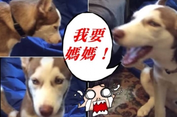 爱斯基摩犬挂念主人竟说出“我要妈妈”